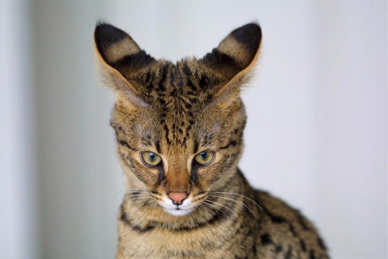 Savannah-Katze: Serval trifft Hauskatze - Meine Haustiere